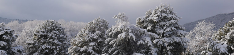Winter Snowy Tree Tops at 